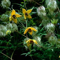 Clematis tangutica Bill Mackenzie, with many small lantern-like single golden flowers from late summer well into autumn. Then, silver fluffy seedheads. 