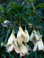 Clematis cirrhosa var. balearica has slightly bronzed, evergreen leaves and, throughout winter, pendant, fragrant, cup-shaped, creamy flowers, speckled red inside.