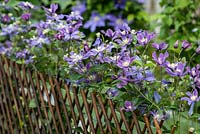 Clematis 'Arabella', a vigorous non clinging clematis that bears masses of blue purple flowers all summer long. Trains easily over fences and trellis.