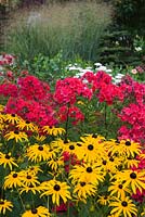 Rudbeckia fulgida 'Goldsturm' - Coneflowers and red Phlox paniculata 'Starfire' flowers in border in private front yard country garden in summer, Quebec, Canada