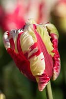 Tulipa 'Estella Rijnveld' Parrot Tulip