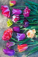 Cut flowers - tulips on table. Tulipa 'Cartouche',  Tulipa 'Sun Lover', Tulipa 'Holland Queen', Tulipa 'Estella Rijnveld', Tulipa 'Yonina', Tulipa 'Black Parrot', Tulipa 'Dream Touch', Tulipa 'Curly Sue', Tulipa Formosa, Tulipa 'Virichic'
