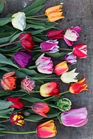 Mixture of tulips on table, cut from garden, Tulipa 'Orange Princess', 'Helmar', 'Foxtrot', 'Leen van der Mark', 'Light and Dreamy, 'Negrita', Prairie Fire, Pieter de Leur, 'Red Princess', 'Queensland', 'Sapporo, 'Rems Favourite', 'Claudia', 'Calgary', 'World Peace', 'Super Parrot','Prinses Irene', 'Fly Away', 'Shogun'