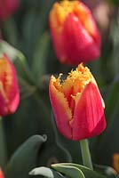 Tulip 'Davenport'