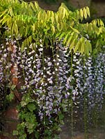Wisteria floribunda Multijuga, Japanese wisteria, a vigorous twining climber