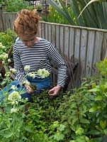 Woman picking mint in her 18m x 6m back garden where she grows a mix of fruit, herbs, decorative flowers and vegetables in packed borders.