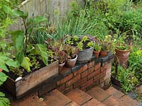 Onions and lettuce in pots by steps. Alys Fowler's 18m x 6m, organic garden. Productive and pretty, a mix of fruit, herbs, flowers and vegetables thrive. 