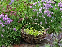 Basket of picked oregano on brick path, against backdrop of chives, astrantia and hardy geranium. Alys Fowler's 18m x 6m, organic, productive and pretty garden. 