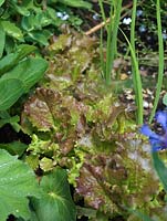 Lettuces and onions grow in bed alongside centaurea and forget-me-not. Alys Fowler's 18m x 6m, organic, productive and pretty garden. 