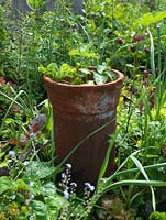 Strawberries grown in tall chimney pot in bed of lily, astrantia, tree spinach, lettuce, onion. Alys Fowler's 18m x 6m, organic, productive and pretty garden.