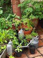 Terrace with recycled plastic 2L bottles improvise as mini cloches over basil. Growing in pots and boxes are lettuce, dandelion, peas, potato. Alys Fowler's 18m x 6m, organic garden. 