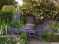 Courtyard garden, bench is wedged between square box edged beds of delphinium, campanula, catmint. Rosa 'Lady Hillingdon' on wall.