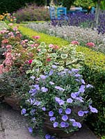 Pot of blue Convolvulus sabatius heads line of pelargonium and geranium. Behind, parterre of box hedges and lavender leads to table and chairs.