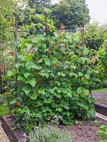 Phaseolus coccineus - Kitchen garden with raised beds planted with runner beans trained over a metal frame.