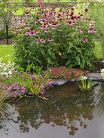 Reflected in pool, clumps of Echinacea purpurea and Lampranthus purpurea.