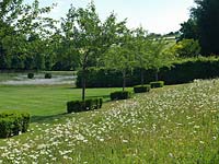A wildflower meadow planted with Ox-eye Daisies and Yellow Rattle. This combination is planted to inhibit the growth of grass and give the wildflowers space. A line of Malus hypehensis trees, underplanted with box, is planted behind.