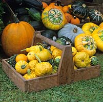 Organic fresh produce in autumn - gourds in trug. Behind, Turks Turbans and Sweet Dumpling squashes - Jack o Lantern, Kakai and Crown Prince pumpkins.
