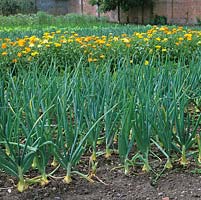 In 2-acre, walled organic kitchen garden, rows of White Turbo onions and French marigolds to deter pests.
