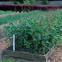 In 2-acre, walled organic kitchen garden, in early summer, raised bed of Early Onwards peas, staked on framework of twigs.