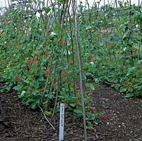 In 2-acre, walled organic kitchen garden, in early summer, runner beans Lady Di supported on cane wigwam framework. Wooden plant label.