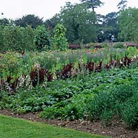 In 2-acre organic kitchen garden, in late summer flower area, rows of Canterbury bells, wallflowers, foxgloves, Moluccella, statice, amaranthus and runner beans.