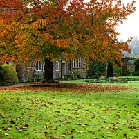 Liquidambar styraciflua Worplesdon with red autumn leaves on lawn. Distant arch in wall. Glimpse of Elizabethan manor house beneath of canopy of tree.