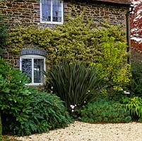 Growing up Elizabethan manor house wall Euonymus fortunei Emerald n Gold. In bed, phormium, mahonia, golden cotinus, Japanese anemone, fatsia japonica 