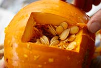 Carving halloween pumpkin - hole cut revealing seeds inside 