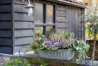Autumn container with Brassica oleracea - ornamental cabbage and Calluna vulgaris 'Anette' 