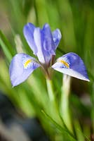 Iris unguicularis, January, Winter.