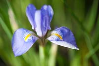 Iris unguicularis. January, Winter.