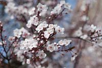 Prunus cerasifera 'Pissardii' - Purple leaved Plum