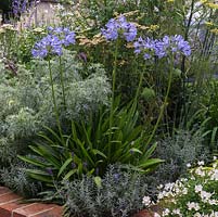 Agapanthus in mixed raised bed, summer 