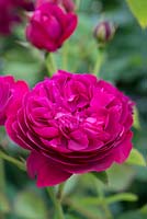 Rosa 'Darcey Bussell', an English rose bred by David Austin Roses, flowering in June and July