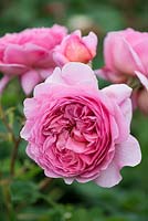 Rosa 'Princess Louise', an English rose bred by David Austin Roses, flowering in June and July, an English rose bred by David Austin Roses, flowering in June and July