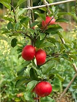 Malus domestica 'Katy', a small early season apple, it is a cross between varieties 'James Grieve' and 'Worcester Pearmain'.