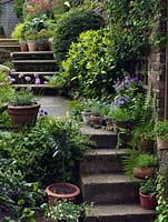 A terraced garden with steps lined with containers filled with herbs, Violas and insect friendly Scabious.