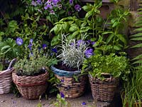 A container garden filled with violas and herbs - parsley, sage, thyme, chives, basil, curry plant.