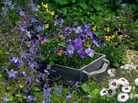 A mixed trug of hardy perennial violas Nora and Columbine.