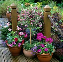 On corner of deck, terracotta pots of pelargonium, petunia, lobelia, geranium and fuchsia grouped around standard fuchsia.