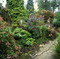 View of ironstone ruins built by Eric Cameron, creator of this garden over last 40 yrs, now engulfed by ferns, asters 