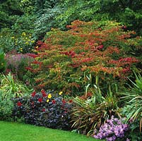 Parrotia persica, Persian ironwood, a small deciduous tree with rich green leaves that turn gold, orange and then red purple in autumn.