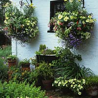 White wall with black-framed window flanked by hanging baskets of petunia, fuchsia and lobelia. Below, planted babys bath with pots of petunia and viola.