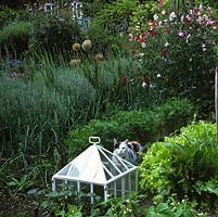 Cat by Victorian glass cloche in kitchen garden with its rows of onion, carrot and lettuce. Hedge of lavender. Sweet peas scrambling up willow obelisk.