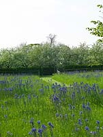 Flower meadow with crocuses, snakes head fritillaries, followed by tall, blue quamash - Camassia leichtlinii Caerulea Group. Behind crab apples in blossom.