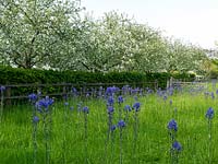 Flower meadow with crocuses, snakes head fritillaries, followed by tall, blue quamash - Camassia leichtlinii Caerulea Group. Behind crab apples in blossom.
