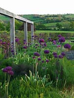 View across bed of Allium 'Purple Sensation', fennel and Lavandula angustifolia. Holt Organic Garden, North Somerset.