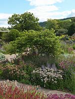 A Judas tree - Cercis siliquastrum - amongst informal beds of herbaceous perennials in The Gravel Garden, Holt Organic Garden.