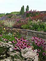 Raised herbaceous borders planted with perennials including Echinacea purpurea, Persicaria superba, Perovskia 'Blue Spire', Sedum 'Matrona' and Stachys byzantina. Holt Organic Garden.