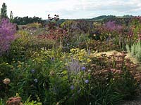 A large herbaceous border planted with Achillea 'Moonshine', Sedum 'Matrona', Perovskia 'Little Spire', Echinacea purpurea and Phlomis russeliana. Holt Organic Garden.